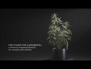  Malouf Shoulder Zoned Dough™ + CBD Oil Pillow (King) EXTERNAL_VIDEO 1